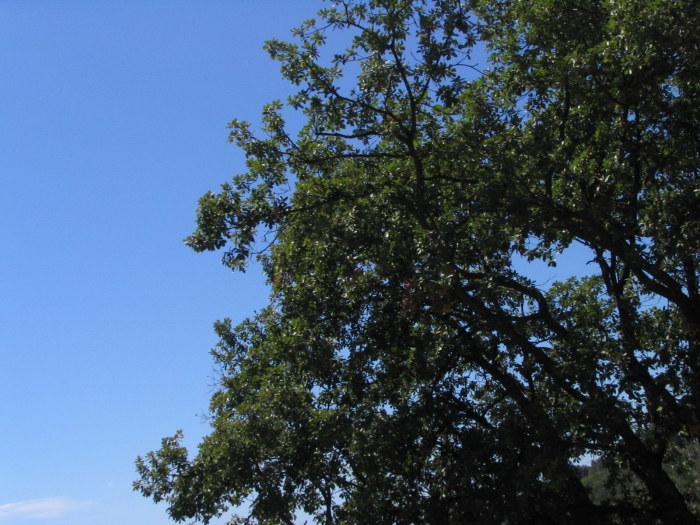 20060901133237.jpg